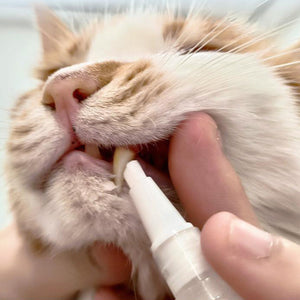 Nouveau stylo brosse à dents pour animaux de compagnie