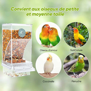 Mangeoire d'oiseaux automatique transparente sans déversement