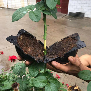 Capsule de Propagation des Plantes de la Couche d'Air